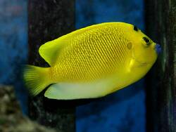 Apolemichthys trimaculatus - Dreipunkt-Rauchkaiserfisch