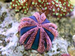 Mespilia globulus - Kugel-Seeigel