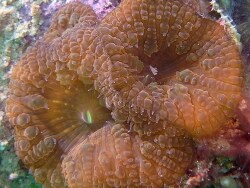 Copyright Dr. Bert Hoeksema, Fotos aus Brunai Darussalam