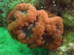 Copyright Dr. Bert Hoeksema, Fotos aus Brunai Darussalam