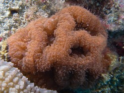 Copyright Dr. Bert Hoeksema, Fotos aus Brunai Darussalam