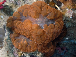 Copyright Dr. Bert Hoeksema, Fotos aus Tioman Island, West Malaysia 