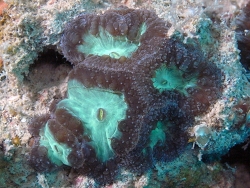 Copyright Dr. Bert Hoeksema, Fotos aus Tioman Island, West Malaysia 