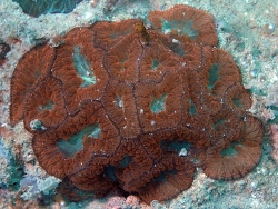 Copyright Dr. Bert Hoeksema, Fotos aus Tioman Island, West Malaysia 