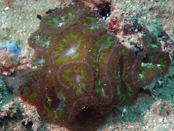 Copyright Dr. Bert Hoeksema, Fotos aus Tioman Island, West Malaysia 