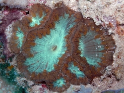 Copyright Dr. Bert Hoeksema, Fotos aus Tioman Island, West Malaysia 