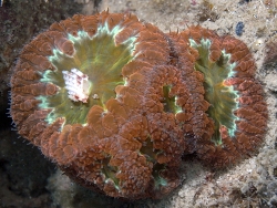 Copyright Dr. Bert Hoeksema, Fotos aus Tioman Island, West Malaysia 