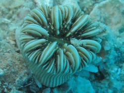 Copyright Anne Hoggett,http://lifg.australianmuseum.net.au/HotShot.html?resourceId=PQ3chHj