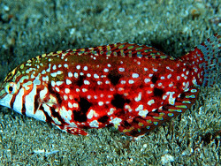 Copyright Dennis Polack, Fishwise Pro, Foto aus KwaZulu-Natal, Sodwana Bay, Süd-Afrika