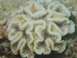 Copyright David Obura, http://corals.cordioea.info/