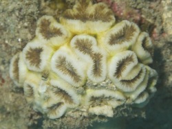 Copyright David Obura, http://corals.cordioea.info