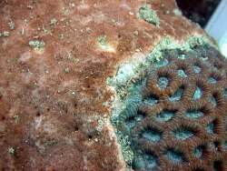 © Francesca Benzoni