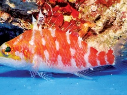 Copyright Fenton Walsh, Foto Korallenmeer