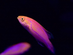 Copyright Atlantis Aquarium Hamburg, 18.9.2015