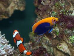 Centropyge acanthops - Orangeruecken-Zwergkaiserfisch