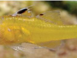 Trimma trioculatum Photos: G.R. Allen (A)