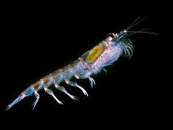 „Antarctic krill (Euphausia superba)“ von Krill666.jpg: Uwe Kils I am willing to give the image in 1700 resolution to Wikipedia Uwe Kils - Krill666.jpg. Lizenziert unter CC BY-SA 3.0 über Wikimedia Co