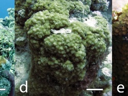 Copyright Jessica Bouwmeester, Francesca Benzoni, Andrew H. Baird, Michael L. Berumen