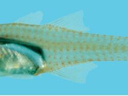 Cercamia cladara,  30.0 mm Society Islands (R. Winterbottom).