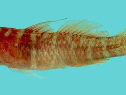 Speckled dwarfgoby (c) by Winterbottom, R. Location - Palau