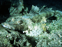 Copyright Robert Yin, Foto von den Philippinen