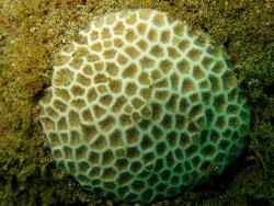 « Pseudosiderastrea tayamai » par Benzoni, F. — http://coralatlas.ird.nc/?q=file/310. Sous licence CC BY 3.0 via Wikimedia Commons - https://commons.wikimedia.org/wiki/File:Pseudosiderastrea_tayamai.j