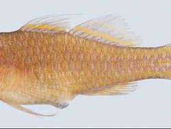 Trimma cheni  (c) by R. Winterbottom	