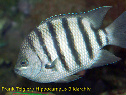 Abudefduf bengalensis - Bengalischer Feldwebelfisch