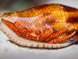 Ciliopagurus strigatus