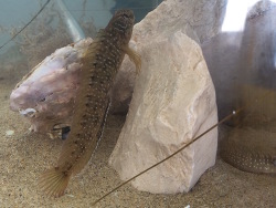 aus der italienischen Adria