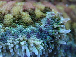 Stichodactyla sp.-MinMax Anemone, Macro,Copyright Muelly