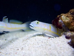 Copyright Atlantis Aquarium Hamburg, 14.01.2016