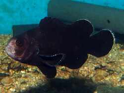 Copyright Joachim Großkopf, Grostar-aquaristik