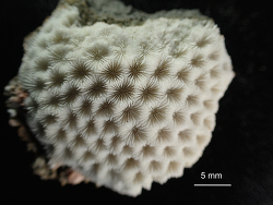 Copyright Dr. Yao-Yang Chuang, Fotos aus Taiwan