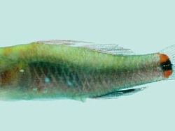 Eviota lachdeberei , Location - Palau, (c) by Winterbottom R.