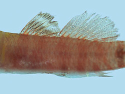 Eviota occasa  - male -   (c)  by Winterbottom, R.  - Location: Palau