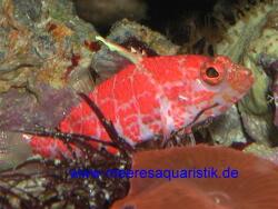 Plectranthias inermis thumbnail