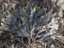 By jkirkhart35 - originally uploaded to Flickr as Fucus distichus (Rockweed), CC BY 2.0, $3