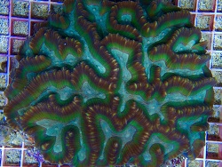 Copyright Thomas Siodmok, Korallenzucht Moers