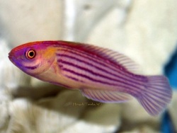 Copyright Hiroyuki Tanaka, Aquariumfoto, Männchen, 8.00 cm 