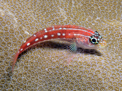  Copyright Prof. Dr. Robert Patzner, Madoogali, Ari Atoll, Malediven