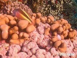 Copyright Aziz Saltik