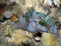 Copyright Dr. Mark Erdmann