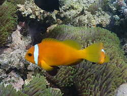 Malediven - Anemonenfisch