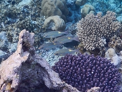 Gnathodentex aurolineatus