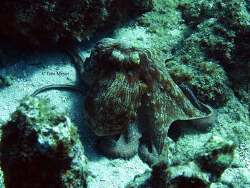 Octopus briareus - Karibischer Riffkrake