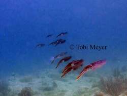 © Tobi Meyer Sepioteuthis sepioidea - Karibischer Riff-Tintenfisch