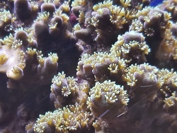 Acropora japonica