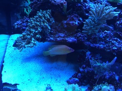 Pseudocheilinus octotaenia