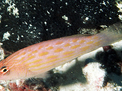 Copyright J.Ee. Radall, Foto Fanning Island, Kiribati